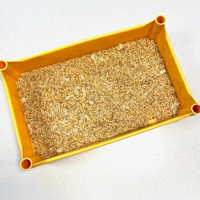 Wasmot visaas per KG.